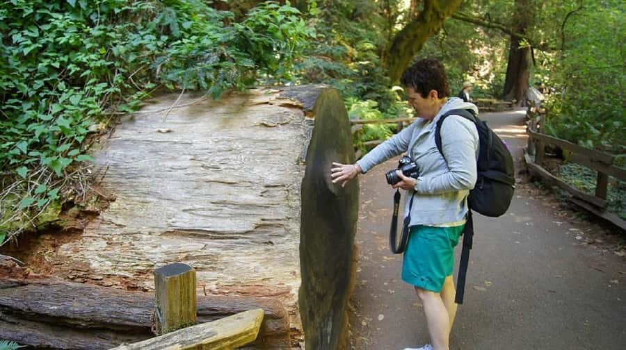 San Francisco: Muir Woods Tour & Golden Gate Bay Cruise - Walking beneath Muir Woods’ giant redwoods