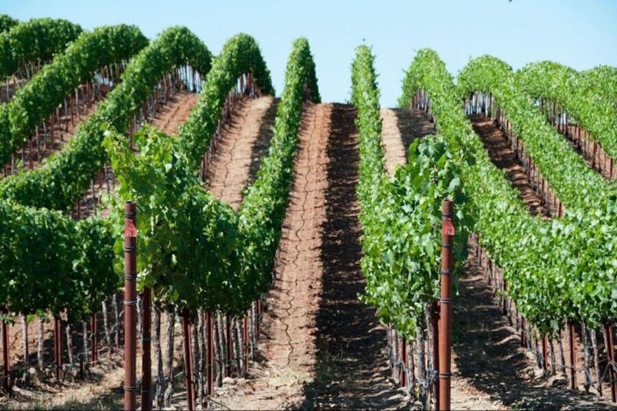 San Francisco: Napa Valley Half-Day Wine Tour with Tastings - Key points to know before you book
