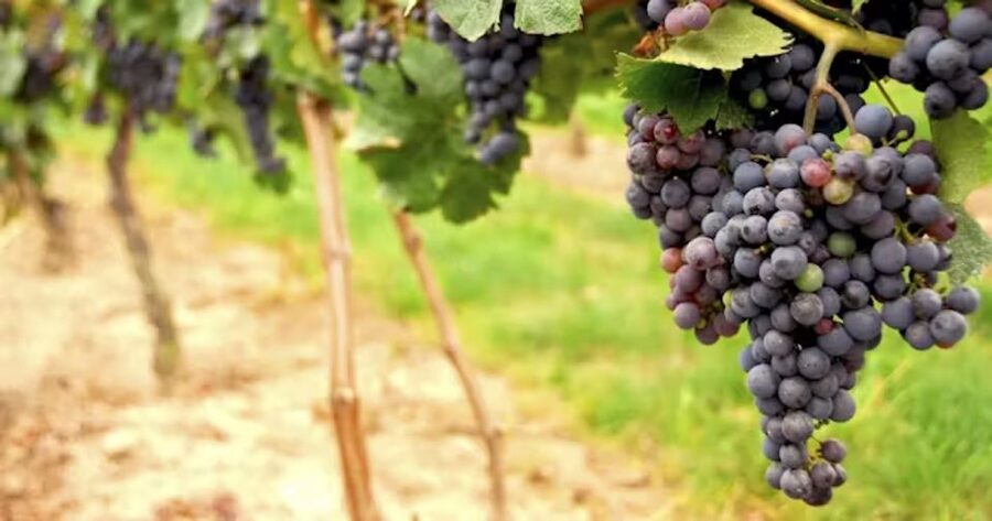 San Francisco: Napa Valley Half-Day Wine Tour with Tastings - The coach ride is part of the experience