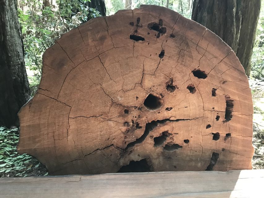 San Francisco: Private Muir Woods and Sausalito Tour - Should you book the Muir Woods and Sausalito tour?
