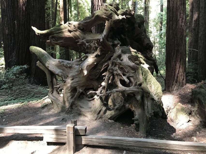 San Francisco: Private Muir Woods and Sausalito Tour - From San Francisco to the redwood country