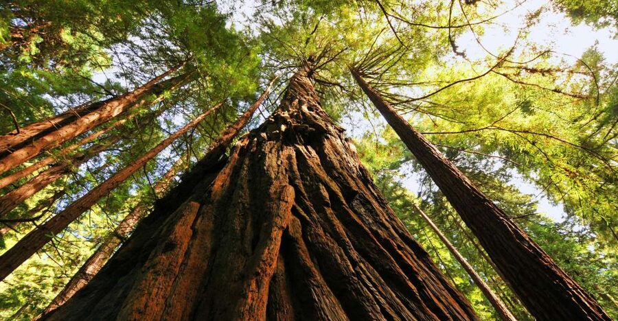San Francisco: Private Muir Woods and Sausalito Tour - Sausalito brings the bay into view