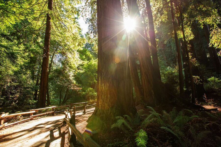 San Francisco: Private Muir Woods and Sausalito Tour - What the $599 private price really buys