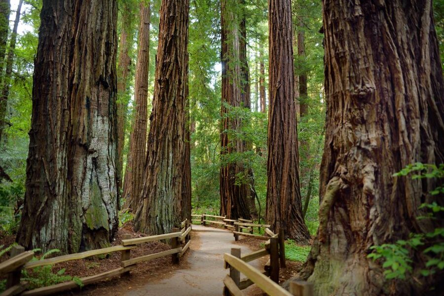 San Francisco: Private Muir Woods and Sausalito Tour - Morning or afternoon: choosing the better fit