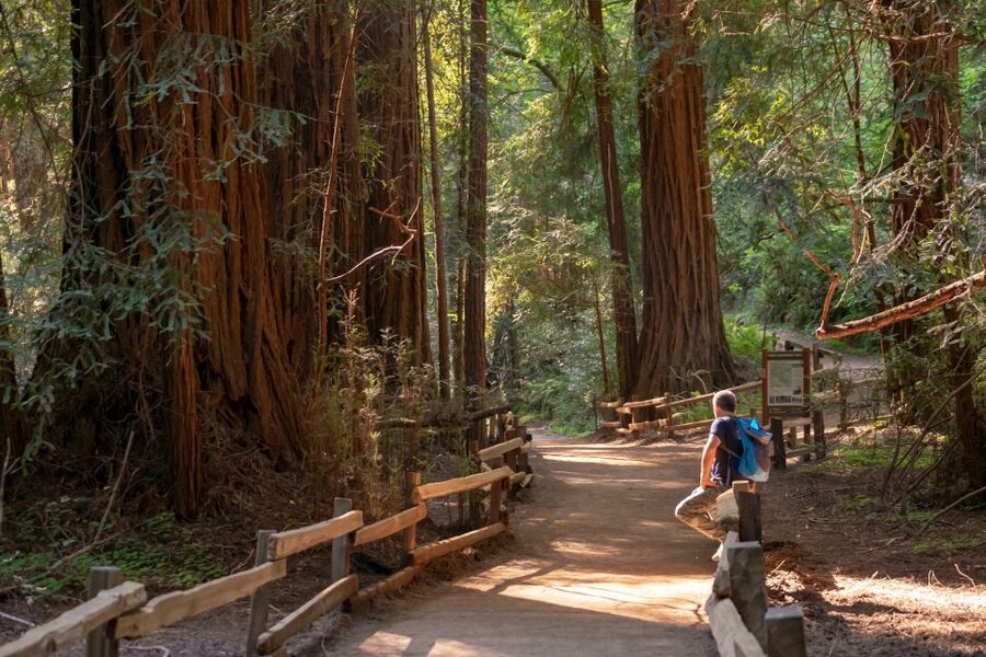 San Francisco: Private Muir Woods and Sausalito Tour - The guide makes the drive count