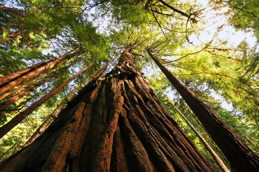 San Francisco: Private Muir Woods and Sausalito Tour - Who will get the most from this outing