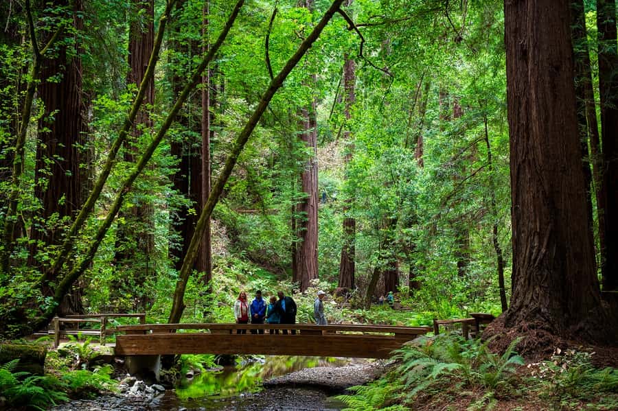San Francisco: Redwood & Wine Country Tour with Lunch & Wine - Why this three-part day works