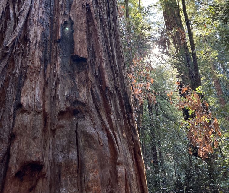 San Francisco's Wild Side, Ecotour With Meteorologist - Ceramic stairways with a serious climb