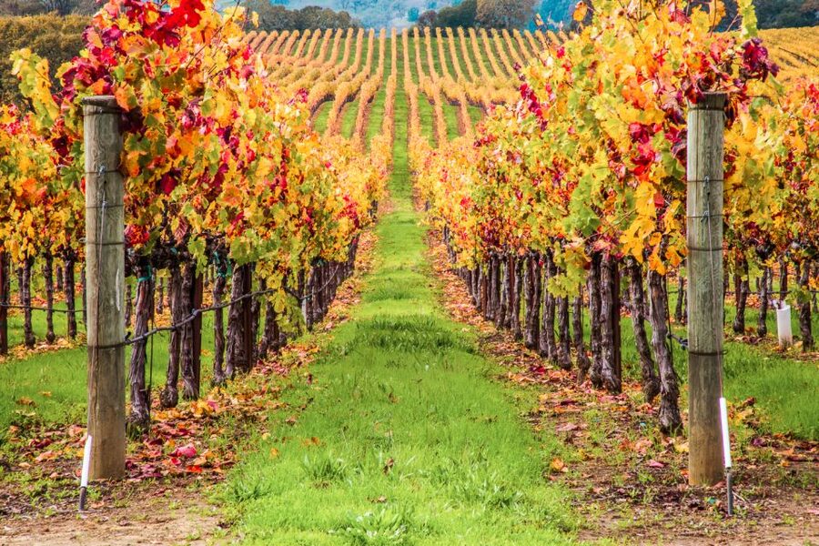 San Francisco: Sonoma Wine Country Tour with Tastings - What makes the guides important