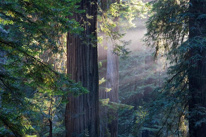 San Francisco Super Saver: Grand City Tour plus Muir Woods & Sausalito Day Trip - From the Castro to Chinatown and North Beach