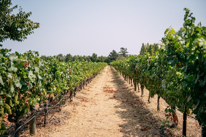San Francisco Super Saver: Muir Woods & Wine Country w/ optional Gourmet Lunch - Sonoma Plaza gives you a real lunch choice