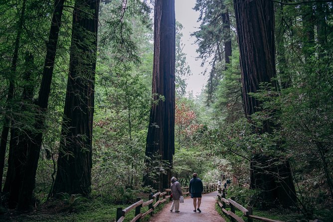 San Francisco Super Saver: Muir Woods & Wine Country w/ optional Gourmet Lunch - Mayo Family Winery brings a smaller-scale feel