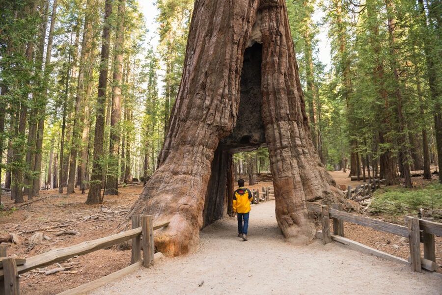 San Francisco to/from Yosemite National Park: 1-Way Transfer - Why a one-way Yosemite ride makes sense