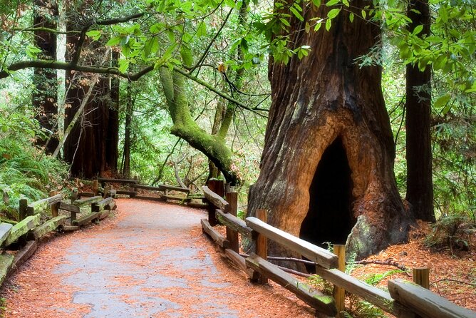 San Francisco to Muir Woods Shuttle - Sausalito: waterfront views with a time limit