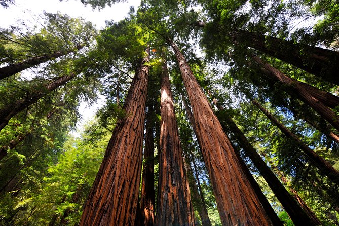 San Francisco to Muir Woods Shuttle - Guides, group size, and the feel of the ride