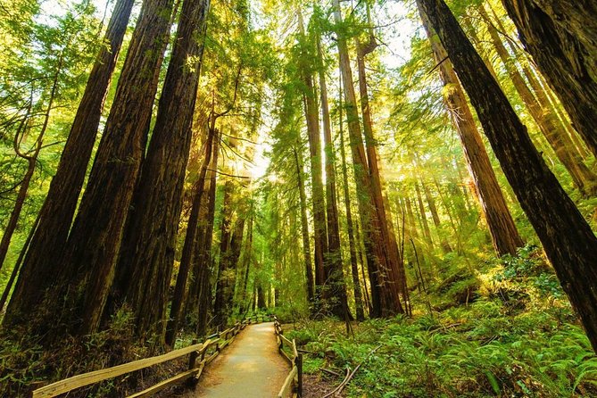 San Francisco to Muir Woods Shuttle - Starting near Taylor Street and Fisherman’s Wharf