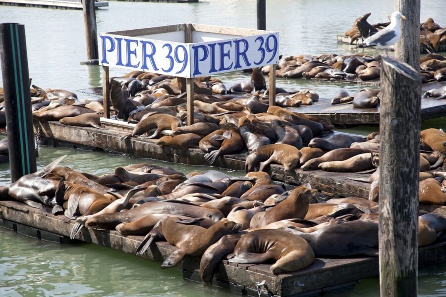 San Francisco Ultimate City Tour with Bay Cruise Option - Golden Gate Park and its unusual details