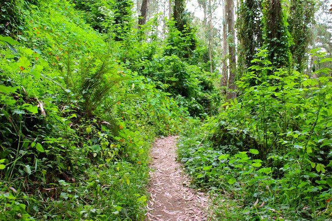 San Francisco Urban Hike: Castro and Twin Peaks - Tank Hill and the north-facing views