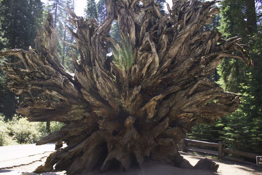 San Francisco: Yosemite, Las Vegas, Bryce & Zion, 6-Day Tour - Day 2: Yosemite’s granite icons