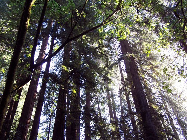 SF: Guided Muir Woods Tour & Hop-On Hop-Off Tour (Save 15%) - Ninety minutes among the coastal redwoods