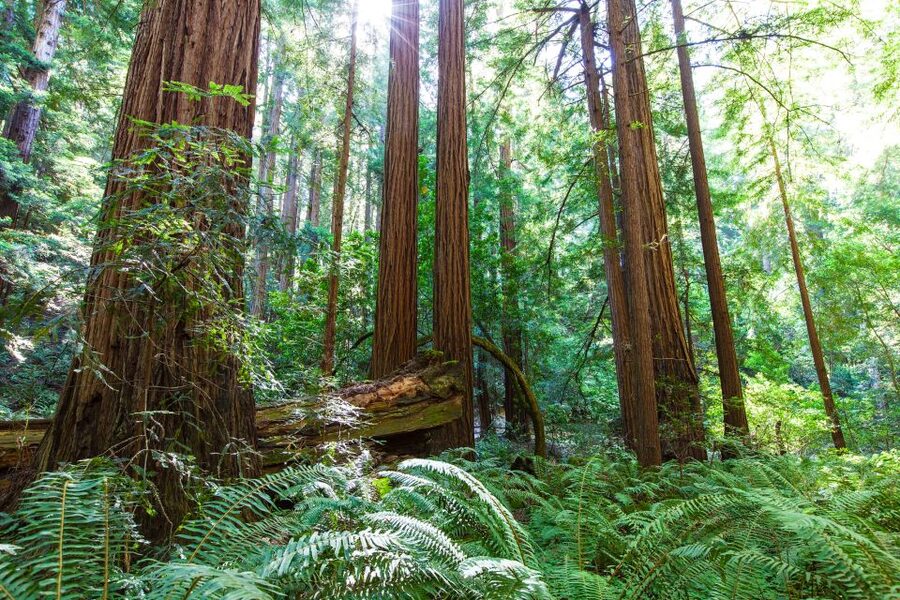 SF: Muir Woods, Sausalito, Golden Gate Bridge Private Tour - Key points to know before you book