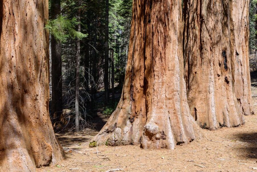SF: Muir Woods, Sausalito, Golden Gate Bridge Private Tour - Leaving San Francisco for the north bay