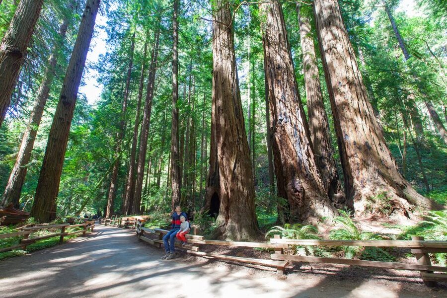 SF: Muir Woods, Sausalito, Golden Gate Bridge Private Tour - Seeing the bay from Marin Headlands