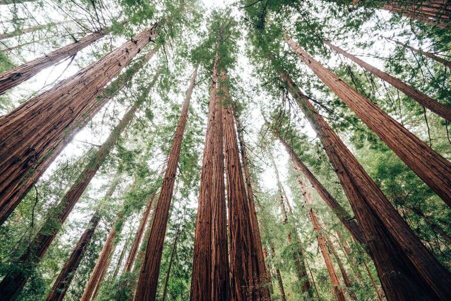 SF: Muir Woods, Sausalito, Golden Gate Bridge Private Tour - What the guide adds to the drive