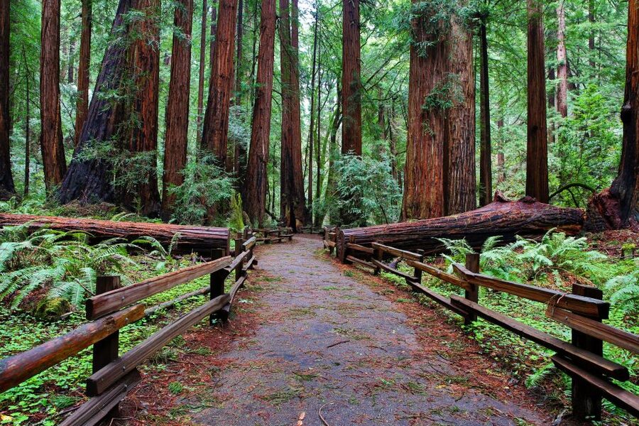 SF: Muir Woods, Sausalito, Golden Gate Bridge Private Tour - Comfort, accessibility, and practical planning