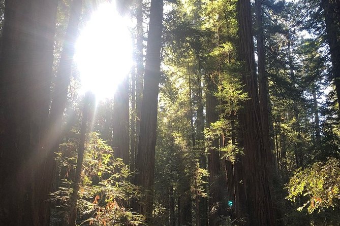 Small-Group Giant Redwoods and Russian River Wine Country Trip - Why the redwoods make this trip special