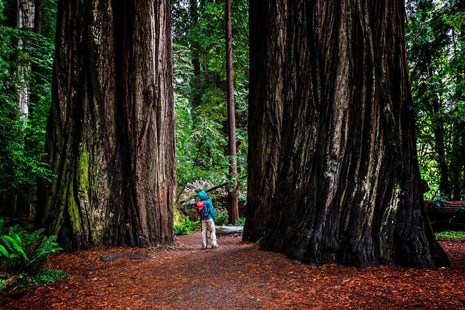 Small-Group Giant Redwoods and Russian River Wine Country Trip - Is $189 a fair price?