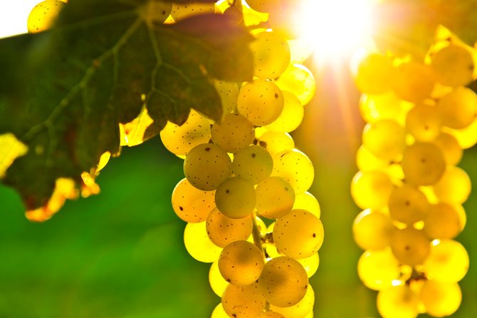 Small Group Napa and Sonoma Full-Day Wine Tour from San Francisco - What you actually get at the wineries