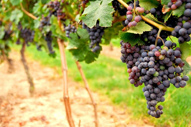 Small Group Napa and Sonoma Full-Day Wine Tour from San Francisco - Sonoma Valley: a gentle introduction to wine country
