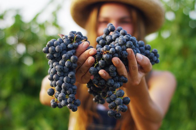 Small Group Napa Valley Tour for Wine Lovers - Ru Vango Winery and the Carneros change of scenery