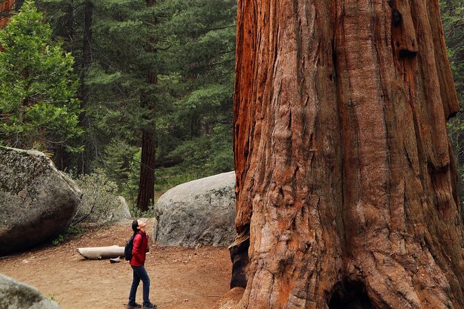 Small Group Redwoods, California Coast & Sausalito Day Trip from San Francisco - Duncan’s Mills: a practical lunch pause