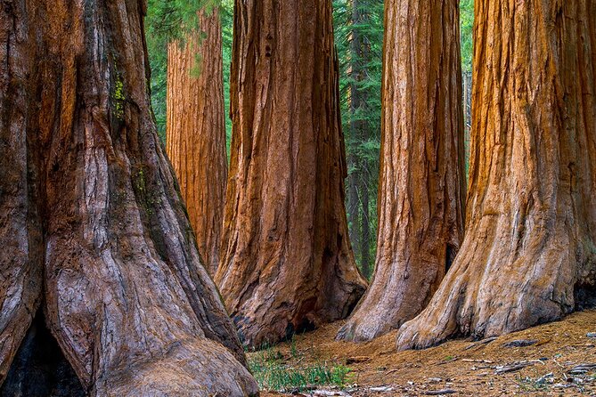 Small Group Redwoods, California Coast & Sausalito Day Trip from San Francisco - Goat Rock Beach: wind, cliffs, and open Pacific views