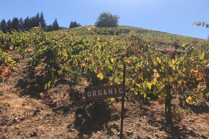 Small-Group Wine Country Tour from San Francisco with Tastings - The afternoon tastings keep the day moving