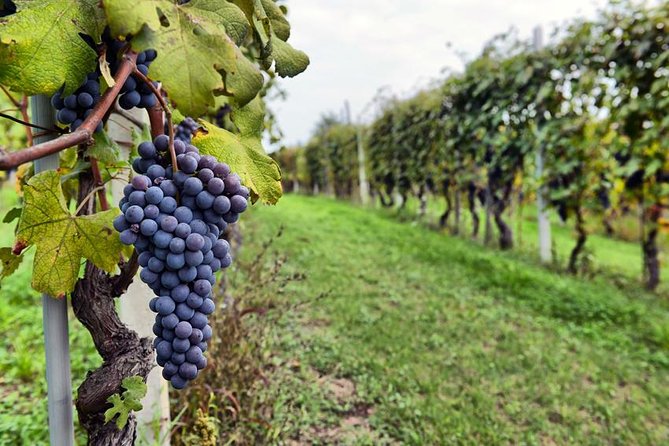 Sonoma and Napa Wine Tour 3 Tastings Included Small-Group Tour - Jacuzzi Family Vineyards brings a family story