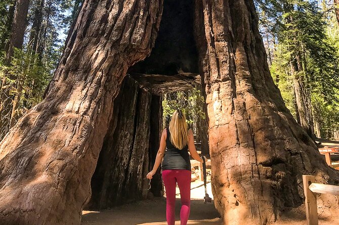 Yosemite 3-Day Camping Adventure from San Francisco - Tuolumne Grove and the climb back up