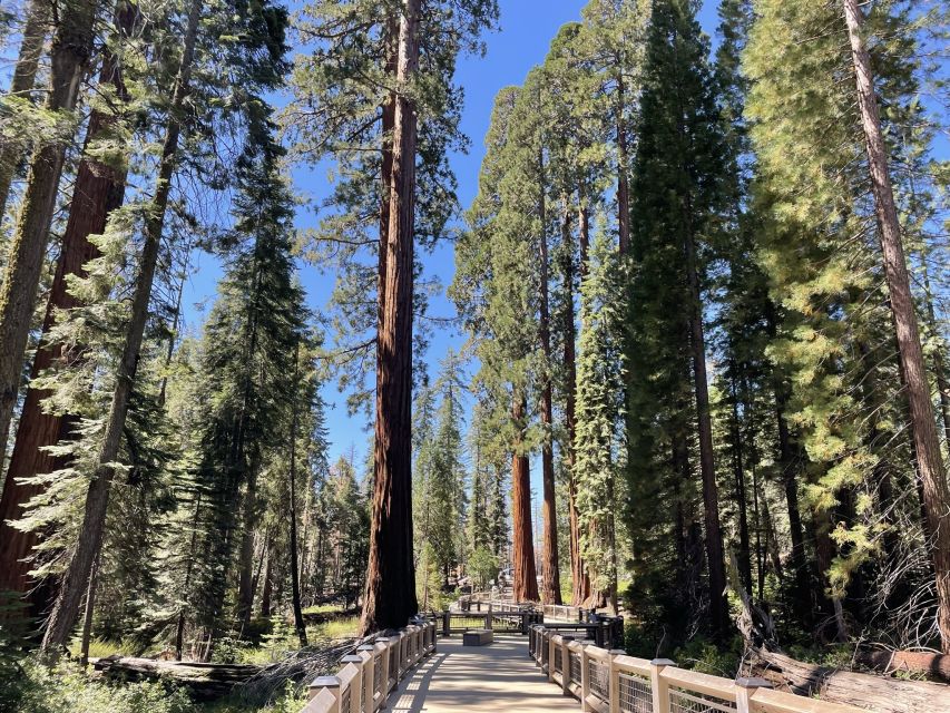 Yosemite, Giant Sequoias, Private Tour from San Francisco - Half Dome, Yosemite Village, and The Ahwahnee