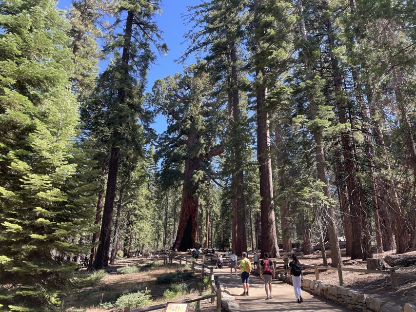 Yosemite, Giant Sequoias, Private Tour from San Francisco - Tuolumne Grove and the giant sequoias