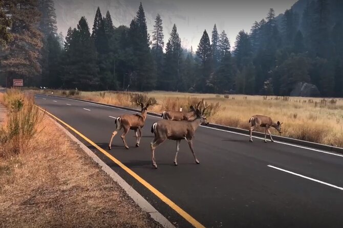 Yosemite, Kings Canyon National Parks 2 Day Tour from SF - Two Sierra parks packed into 48 hours